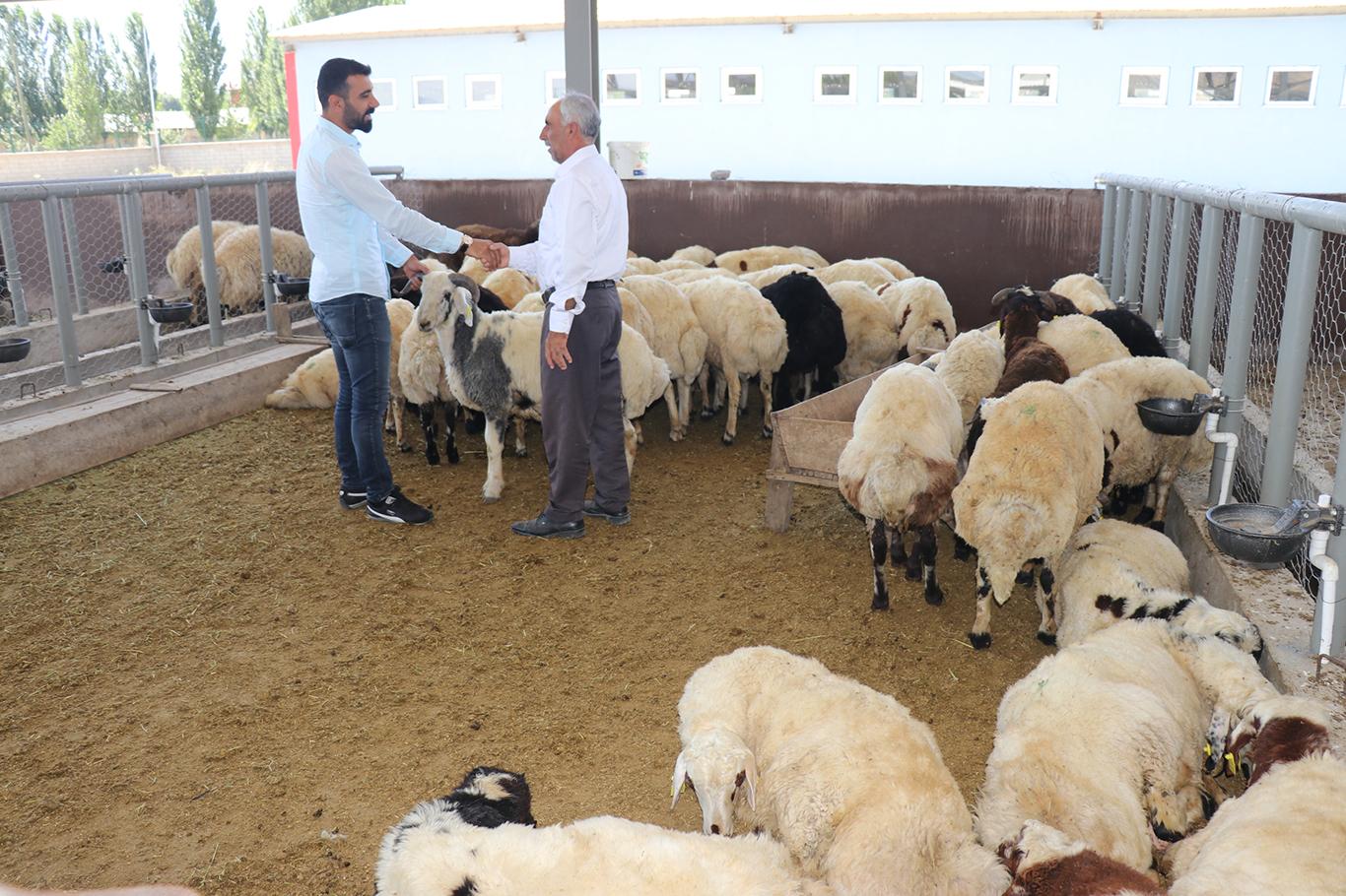 Bingöl'de yeni hayvan pazarında kurbanlık satışları başladı